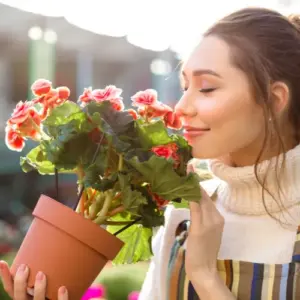 begonien allergikerfreundliche blumen für garten