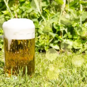 bier im garten verwenden wie sie mit bier pflanzen düngen und gießen, schädlinge bekämpfen usw. können