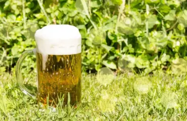 bier im garten verwenden wie sie mit bier pflanzen düngen und gießen, schädlinge bekämpfen usw. können