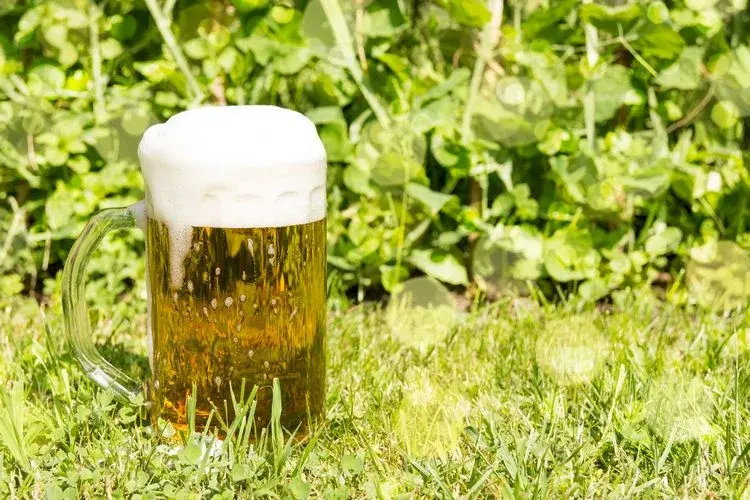 bier im garten verwenden wie sie mit bier pflanzen düngen und gießen, schädlinge bekämpfen usw. können