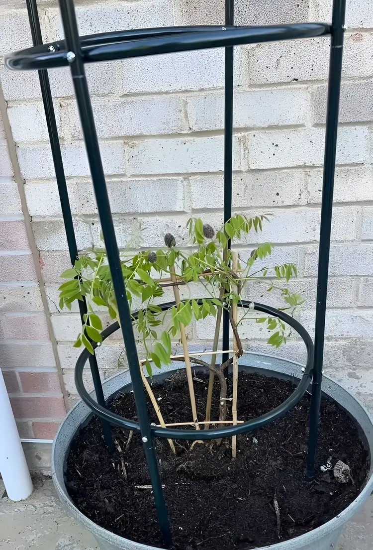 Blaue Glyzinie mit einer stabilen Kletterhilfe ausstatten