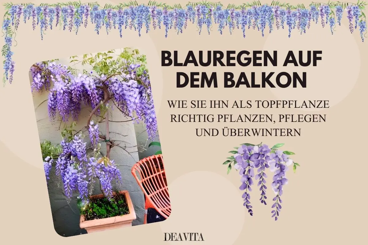 Blauregen auf dem Balkon - Was Sie bei Kübelpflanzen beachten sollten