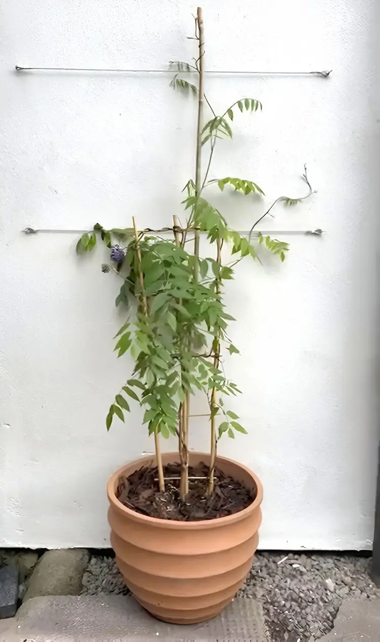 Die Kletterpflanze kann direkt an der Balkonwand klettern