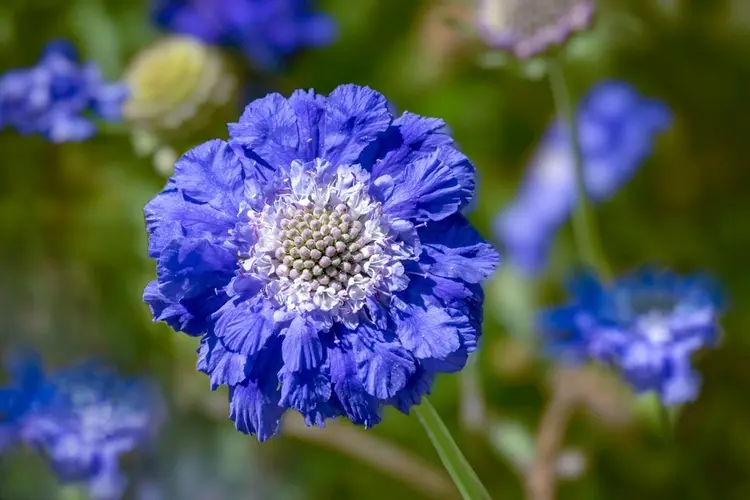 die skabiose (scabiosa) bildet schöne blüten in blauer oder lila farbe aus