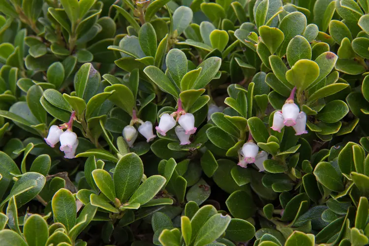 essbare bodendeckerpflanzen bärentraube (arctostaphylos uva ursi) mit schönen blüten