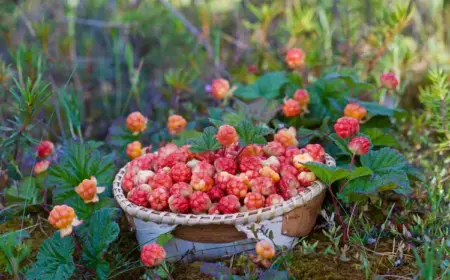 essbare bodendeckerpflanzen die moltebeere (rubus chamaemorus) mit leckeren beeren