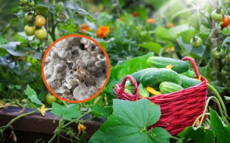 foto canva deavita schafwolle im garten als dünger verwenden