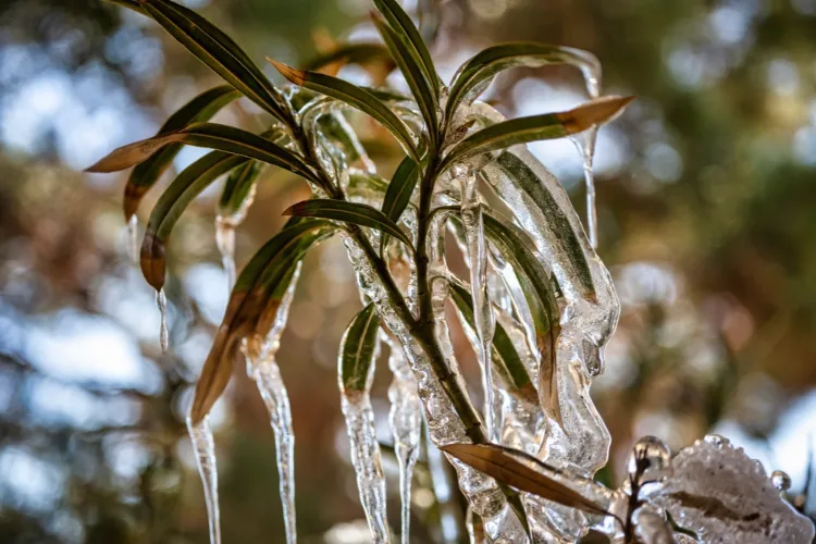  oleander gefroren frostschäden was tun