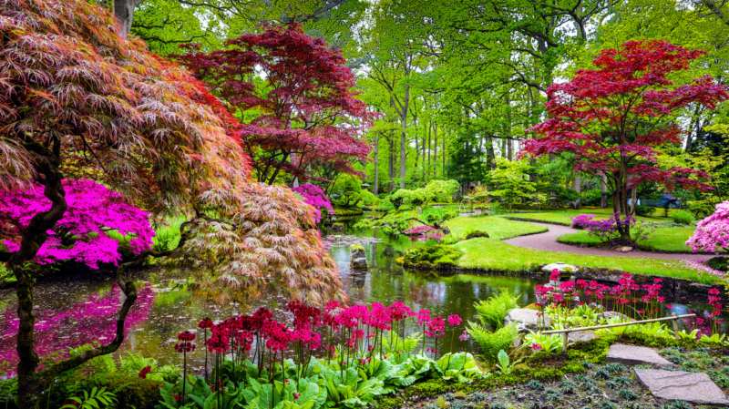 traditional,japanese,garden,in,the,hague.