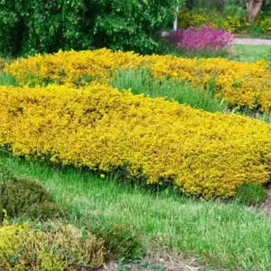 giftige bodendecker ginster (genista) mit gelben blüten darf nicht an den fischteich