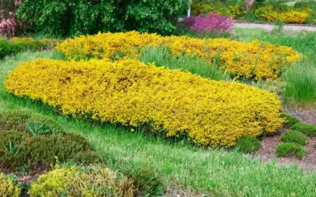 giftige bodendecker ginster (genista) mit gelben blüten darf nicht an den fischteich