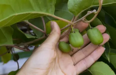 kiwibeeren pflanzen so können sie die kleinere schwester der kiwi erfolgreich anbauen