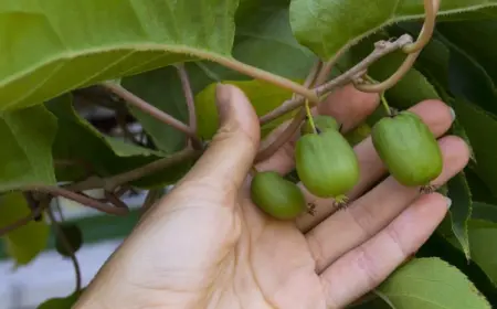 kiwibeeren pflanzen so können sie die kleinere schwester der kiwi erfolgreich anbauen