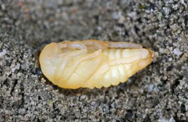larven im rasen erkennen gartenlaubkäfer