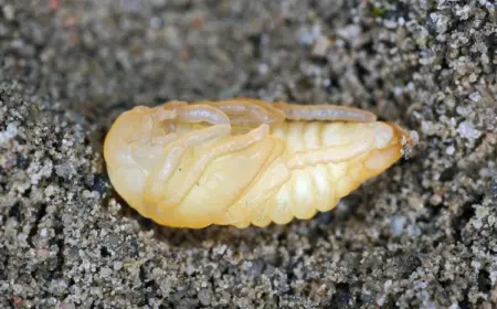 larven im rasen erkennen gartenlaubkäfer