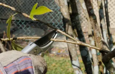 oleander trockene blätter abschneiden frostschäden beheben