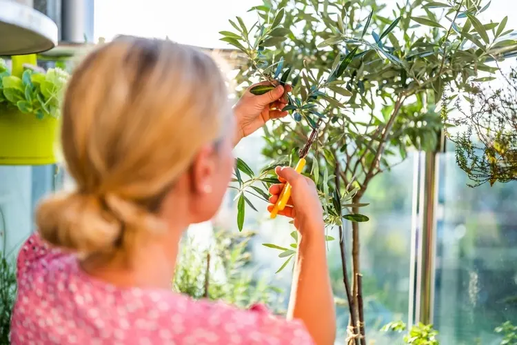 olive selber ziehen in einfachen schritten zu hause