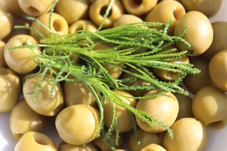 olivenkraut pflanzen, ernten und zum würzen verwenden