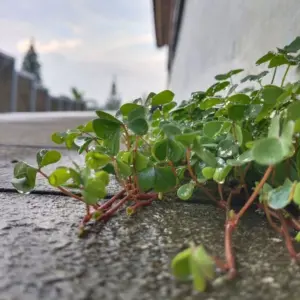 pflasterfugen mit kochendem wasser behandeln