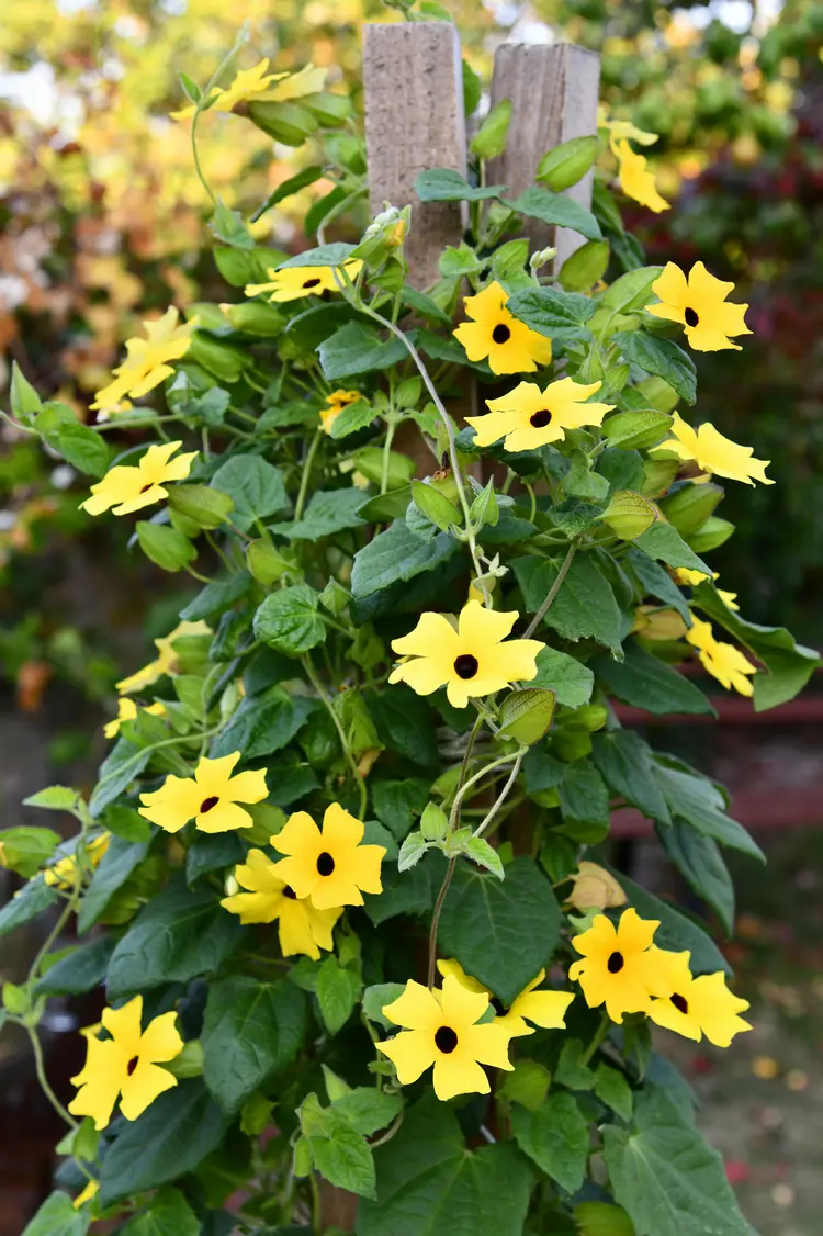pflegeleichte kletterpflanze mit gelben, orangen oder weißen blüten