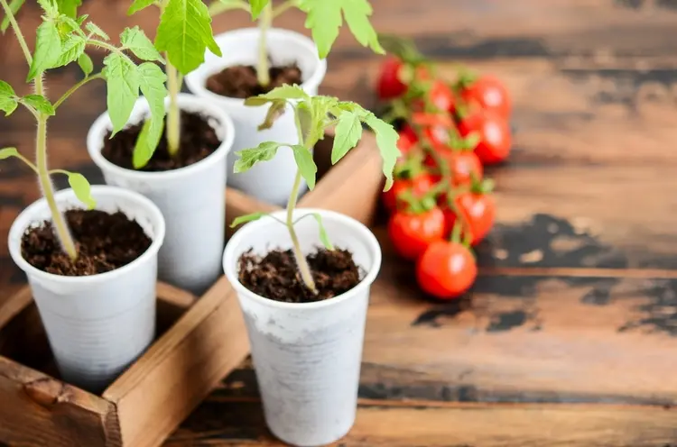 pikierte tomatenpflanzen wachsen nicht weiter eine pause nach dem umtopfen ist normal