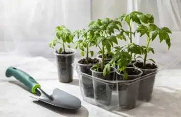 pikierte tomatenpflanzen wachsen nicht weiter welche ursachen kann das haben