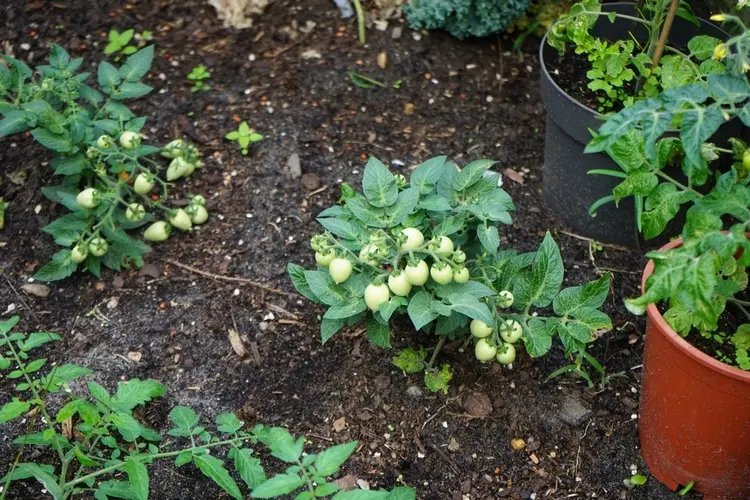platzsparende bodendecker tomate für kleine gärten