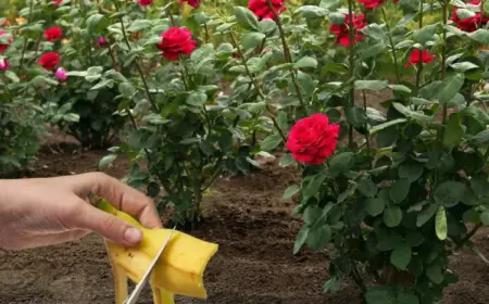 rosen mit bananenschalen düngen warum und wie