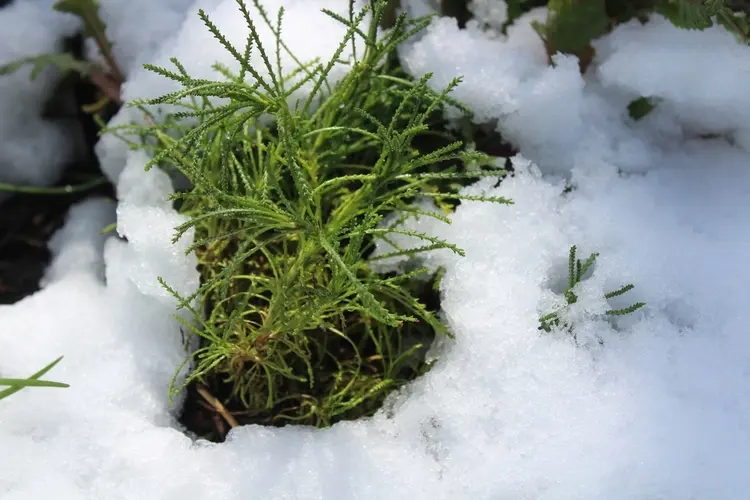 santolina viridis ist winterhart, ein winterschutz ist aber zu empfehlen