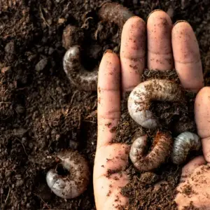 sind engerlinge im blumentopf schädlich oder nützlich welche mittel helfen