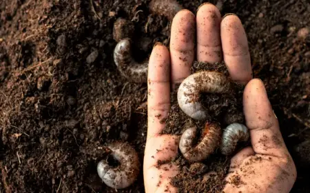 sind engerlinge im blumentopf schädlich oder nützlich welche mittel helfen