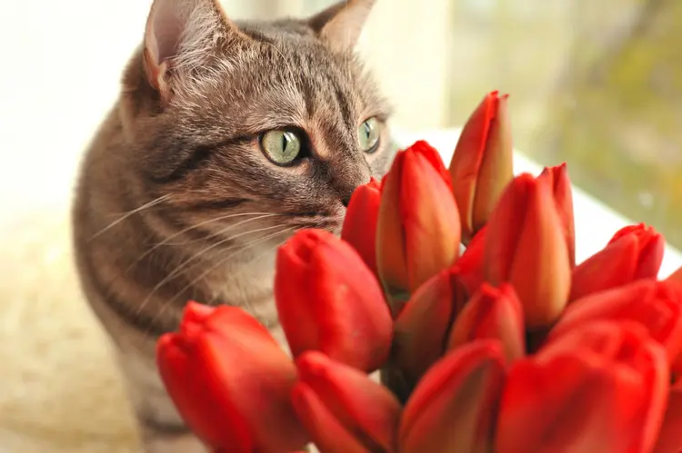 sind tulpen giftig für katzen giftstoffe können tödlich sein
