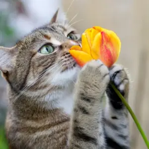 sind tulpen giftig für katzen so schützen sie ihr haustier