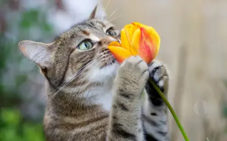 sind tulpen giftig für katzen so schützen sie ihr haustier