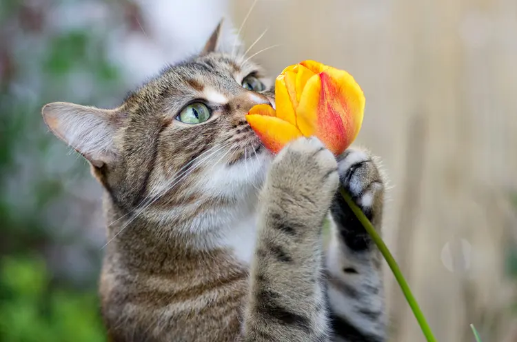 sind tulpen giftig für katzen so schützen sie ihr haustier