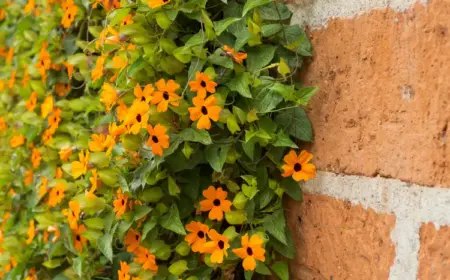 thunbergia pflegen im garten kletterpflanze gießen und düngen