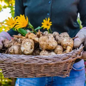 topinambur anbauen und ernten als kartoffelersatz