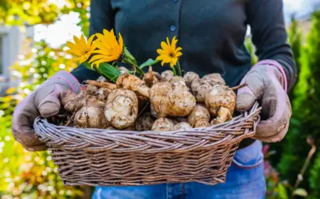 topinambur anbauen und ernten als kartoffelersatz