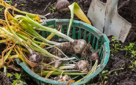 verblühte blumenzwiebeln lagern erst ausgraben, wenn die blätter verwelkt sind