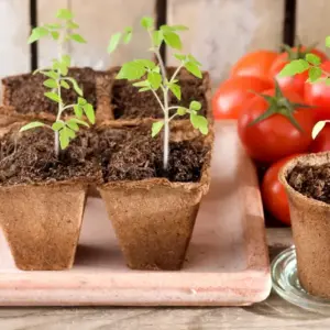 vergeilte tomaten retten mit diesen einfachen tricks