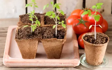 vergeilte tomaten retten mit diesen einfachen tricks