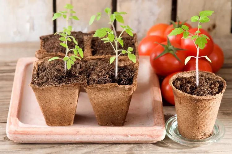 vergeilte tomaten retten mit diesen einfachen tricks