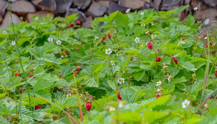 walderdbeeren (fragaria vesca) ist aromatischer als die normale erdbeere