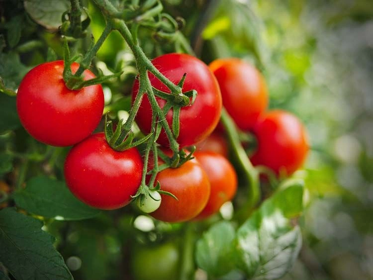 wann reifen die tomaten