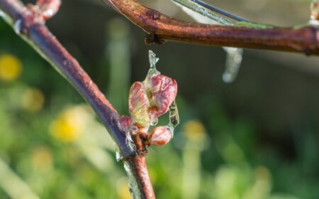 Was tun wenn im Frühling der Wein Frost abbekommen hat