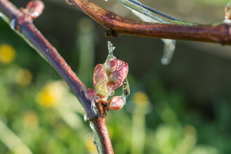 Wein-hat-Frost-abbekommen-Was-tun-um-die-Pflanzen-zu-retten-