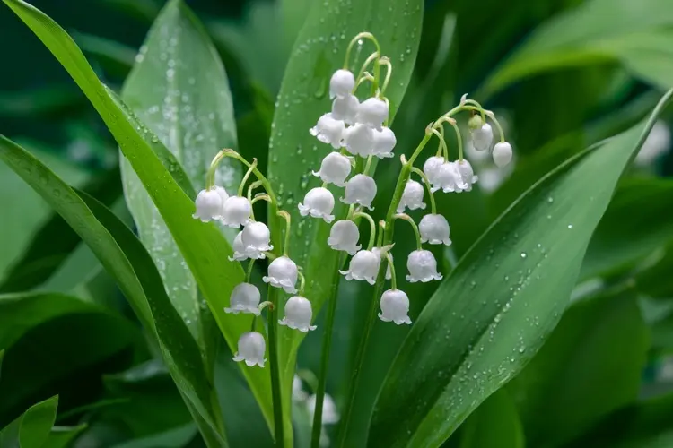 weiße blüten in form von glöckchen beim giftigen maiglöckchen
