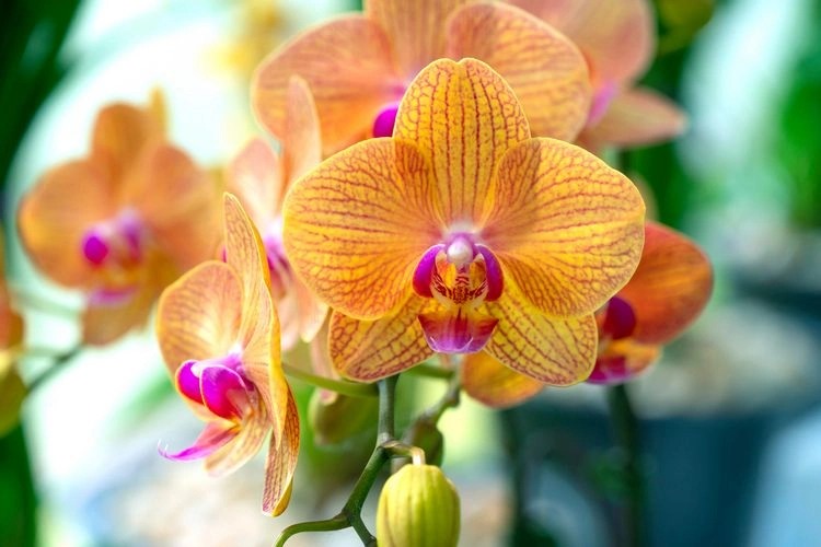 wie kann der zucker ihren orchideen helfen