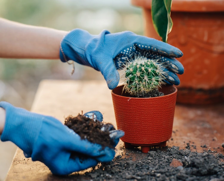 wie kann man einen kaktus richtig umtopfen