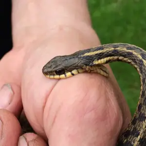 wie sie sich vor schlangen schützen im garten und beim wandern